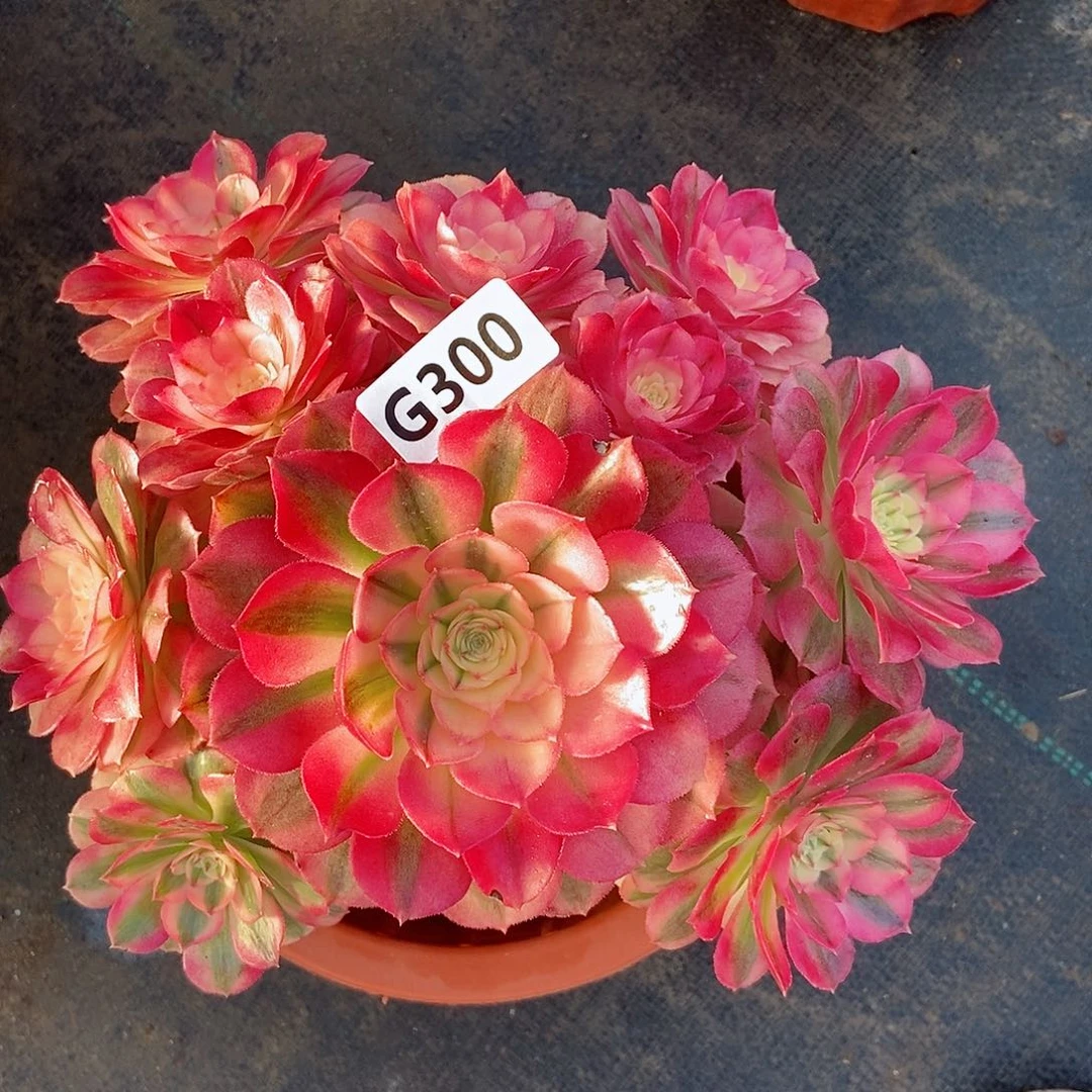 红陶300倾城3冠服17.8