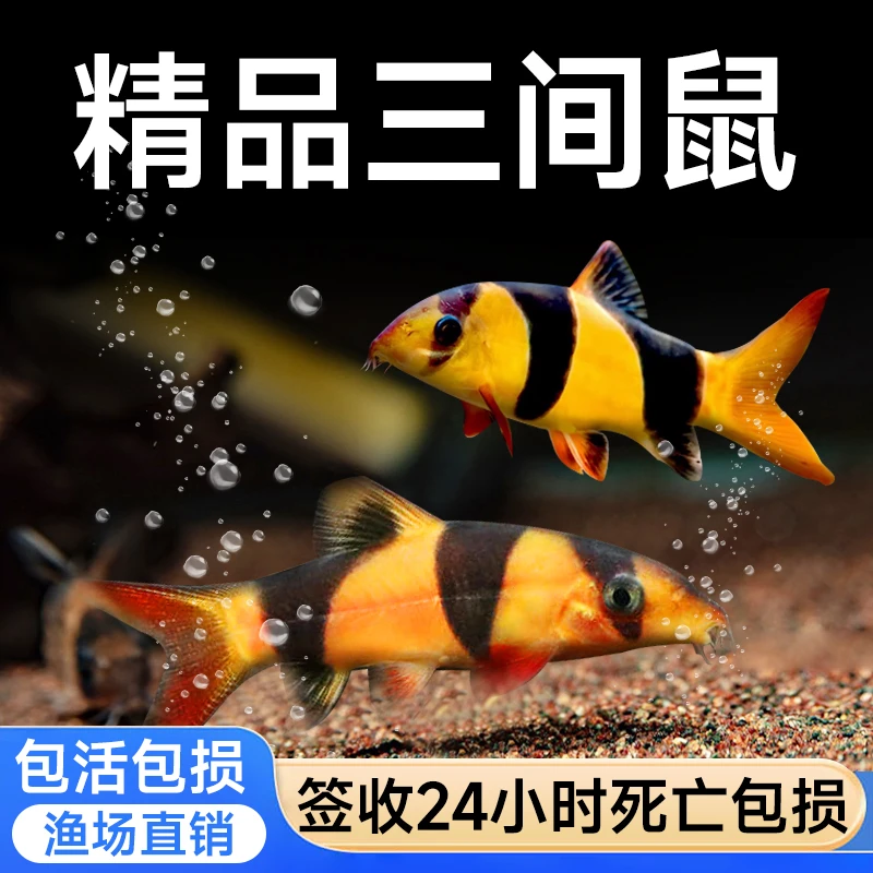 三间鼠鱼热带观赏鱼活体混养小丑泥鳅水草缸工具鱼清洁鱼清道夫鱼