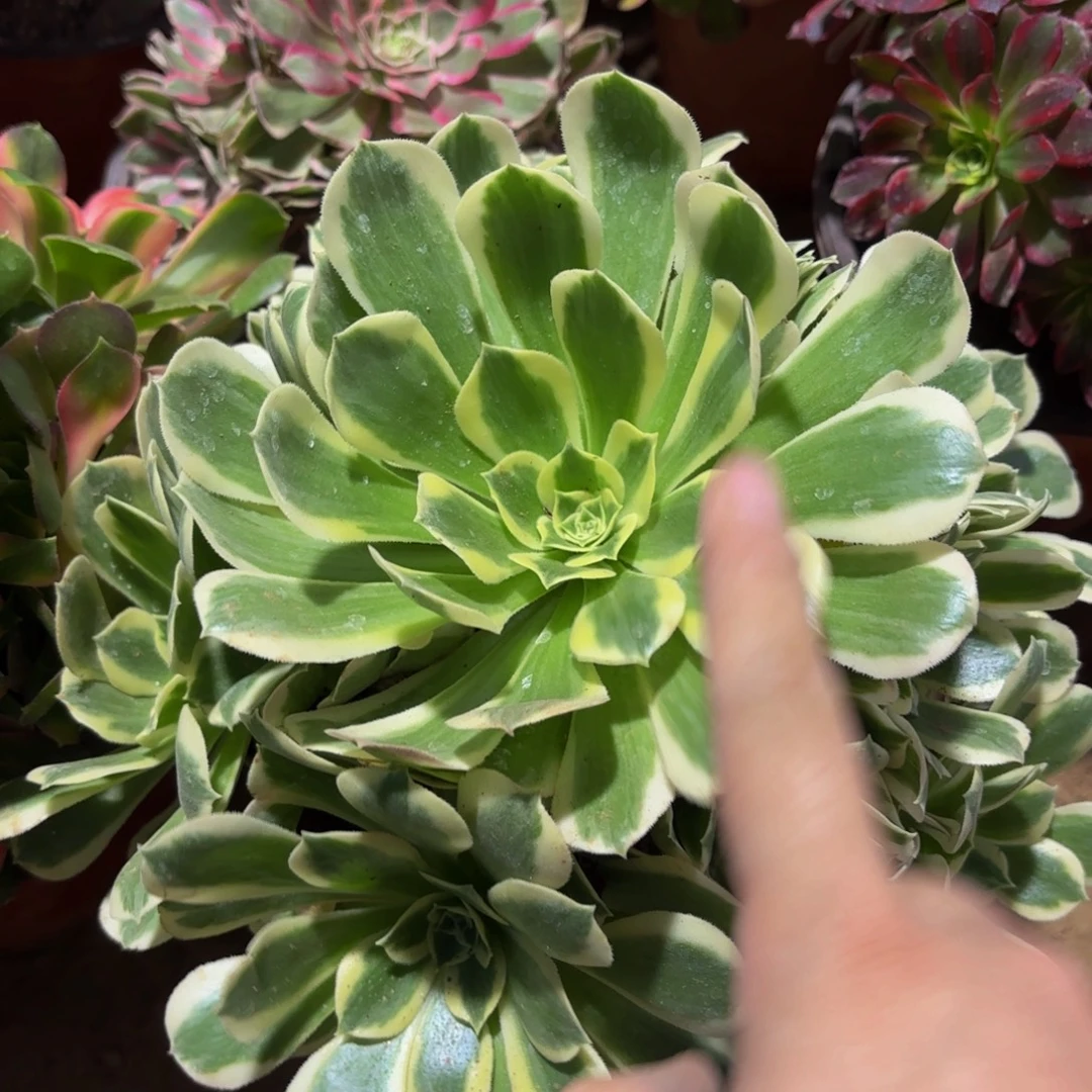 白凤9.9木质老桩法师