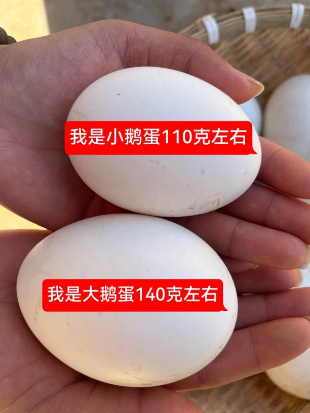 农家散养土鹅蛋新鲜营养孕妇老人现捡现发10枚装山地散养散放