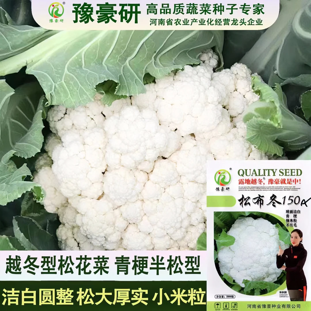 松布冬150耐寒青梗细米粒越冬有机花菜种子花椰菜种子番茄种子