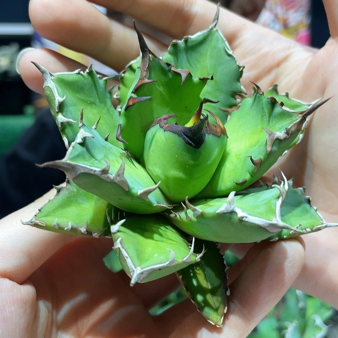 8cm姬仁王冠龙舌兰