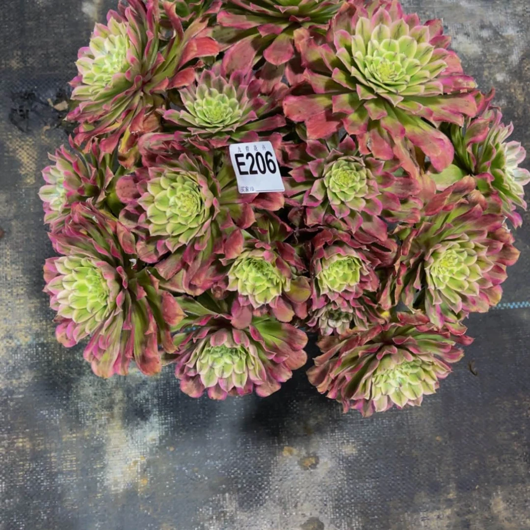 【闪购商品】20600