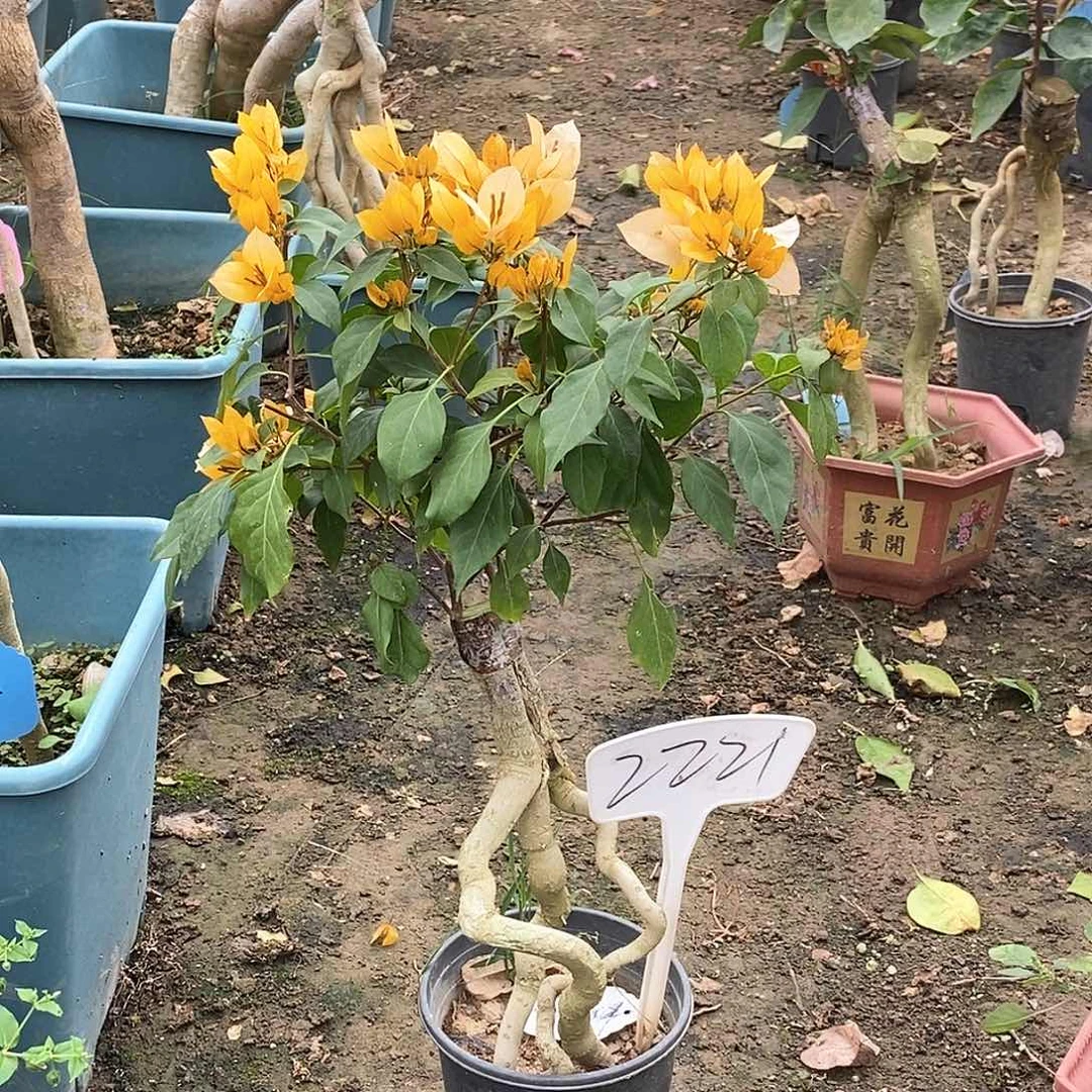 大部分开放少量花苞月朦胧2221