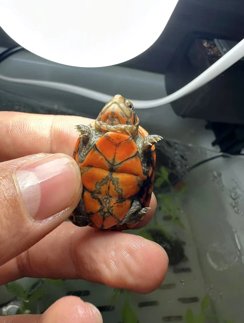 蛋龟变异巴西龟深水观赏龟沼泽侧颈龟（直播专用链接，私拍发龟粮）