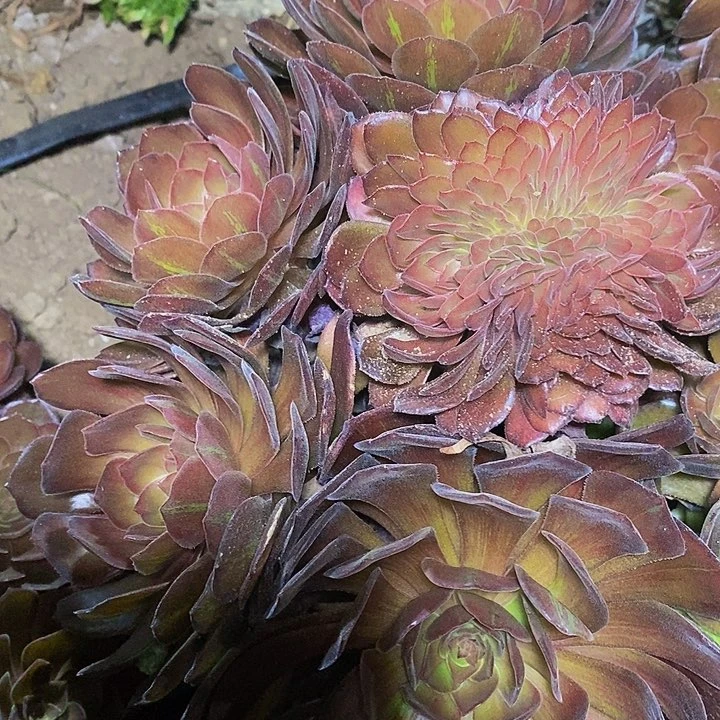 多肉植物保护研究所