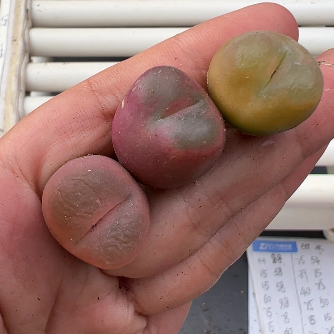 12.11好看的多肉脱土发货757