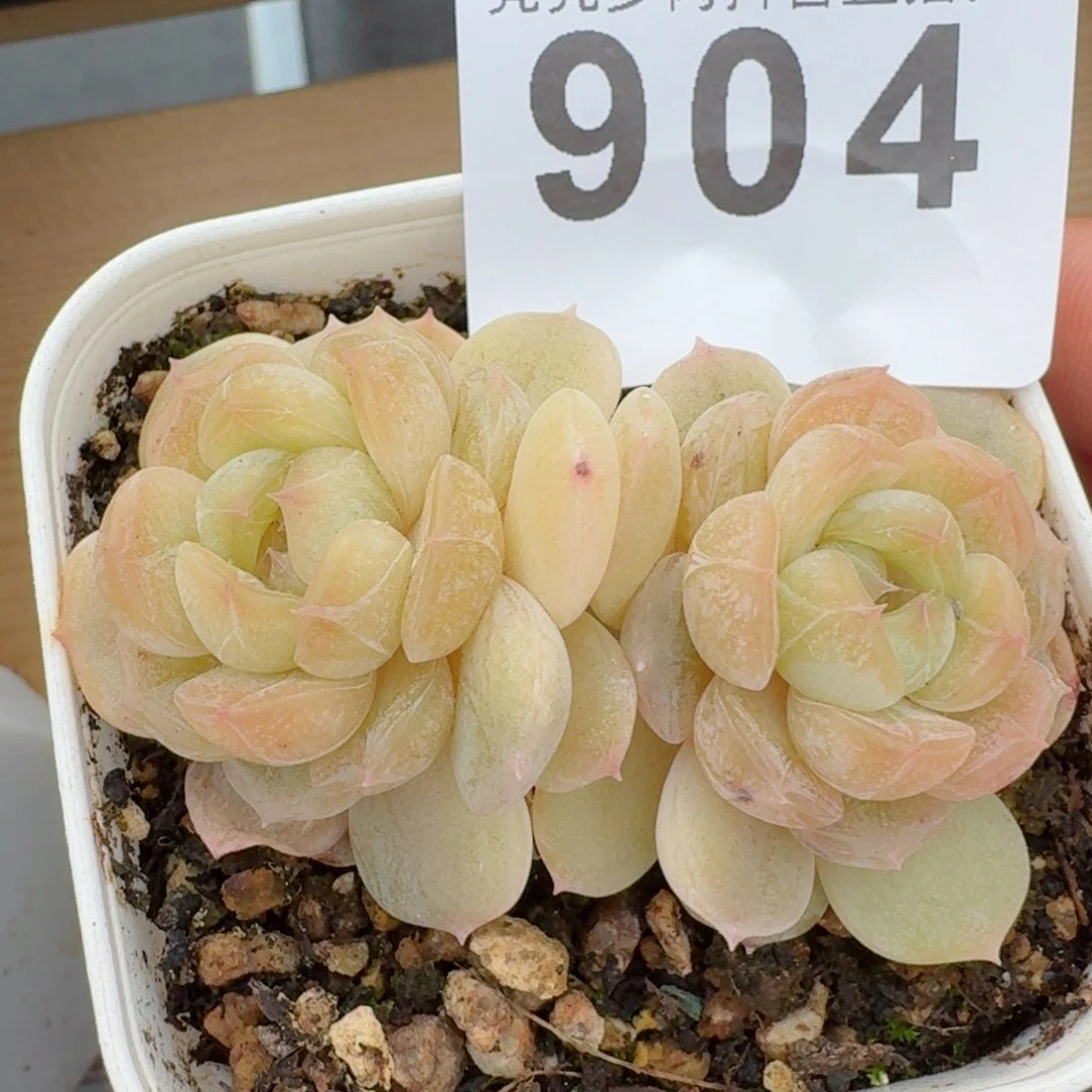 白色恋人         精品多肉