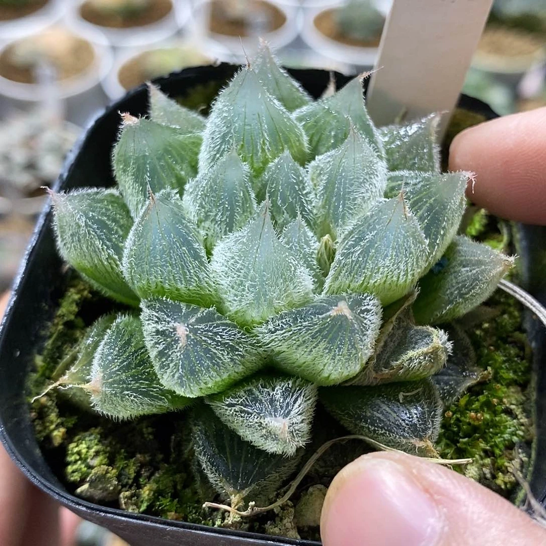 137白泽哈哈哈哈哈