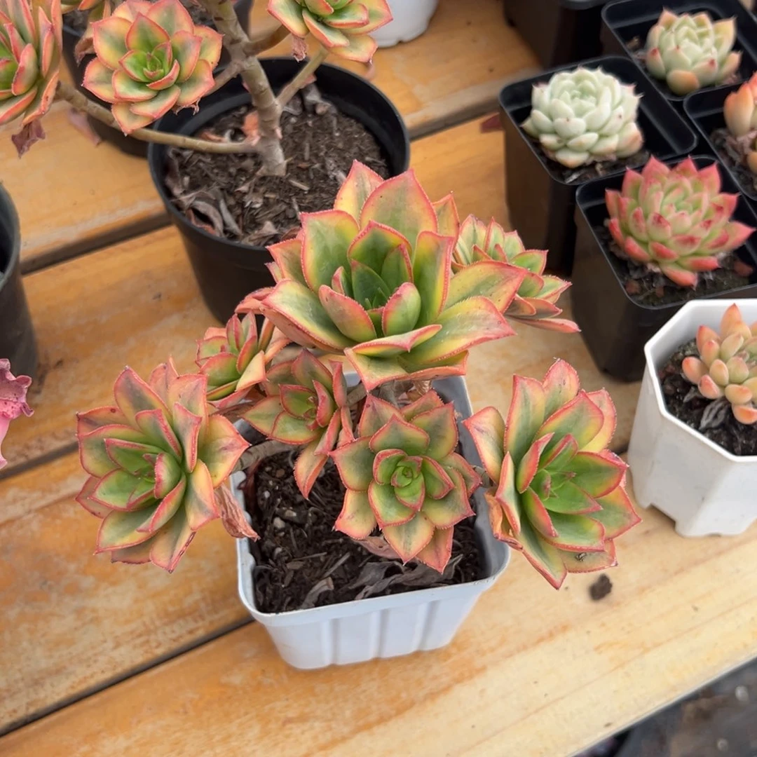 多肉多头星爆【非偏远地区满18包邮】