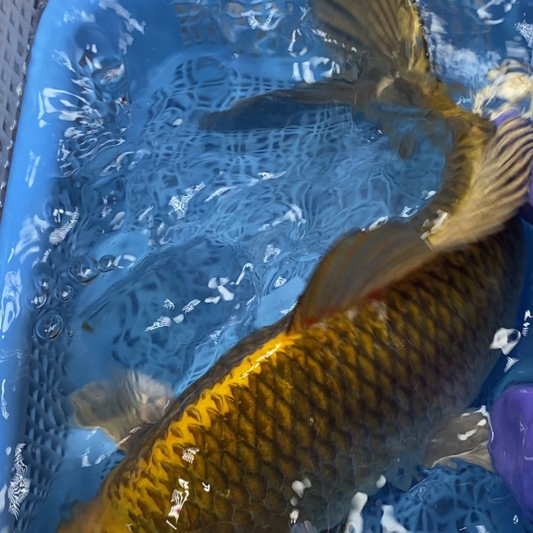 锦鲤冷水锦鲤包邮