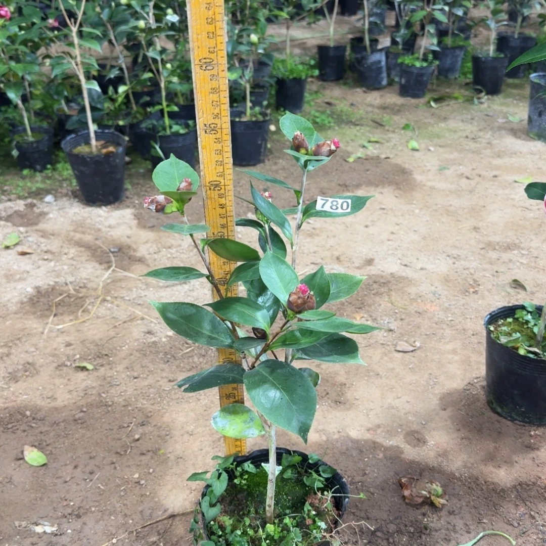 少量花朵（建议范围：2朵-5朵 或40%以下）780红依莲