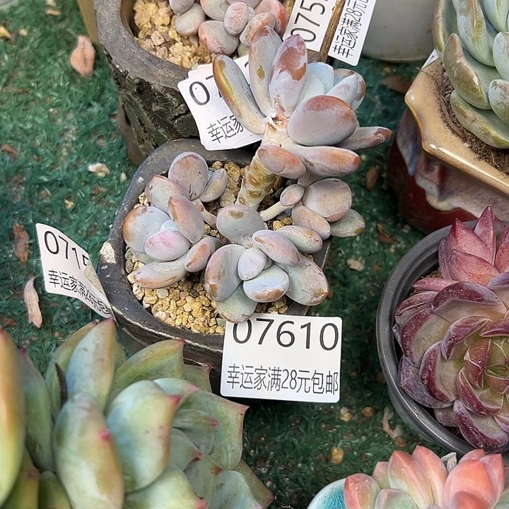 幸运的是我还没遇到过幸运