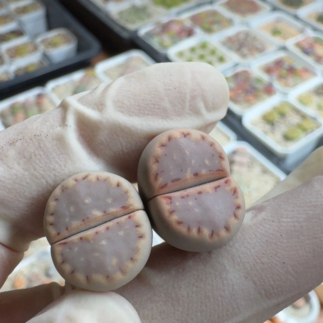 ****呀1128-023饼干饼干171