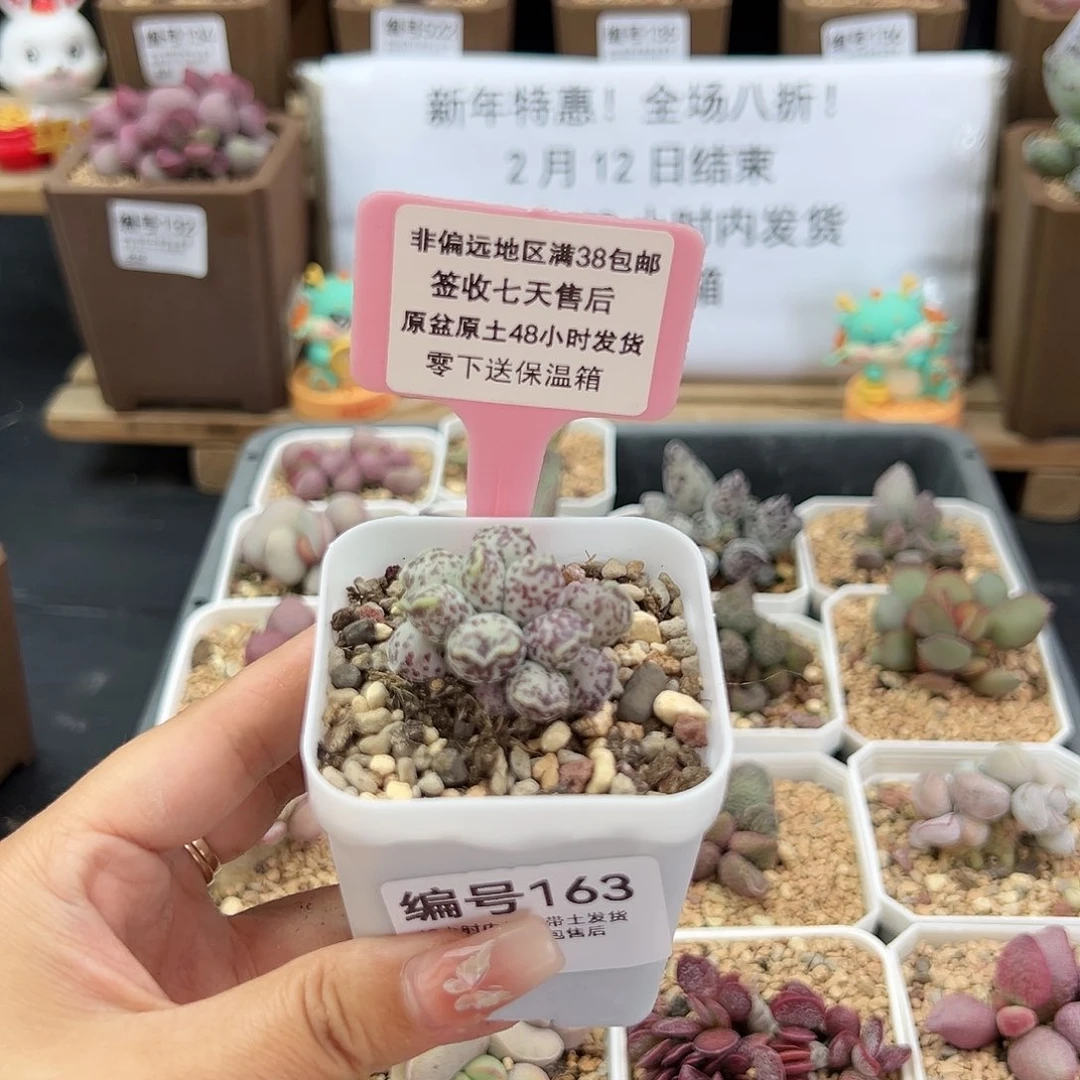 夜*163达摩海豹多肉植物