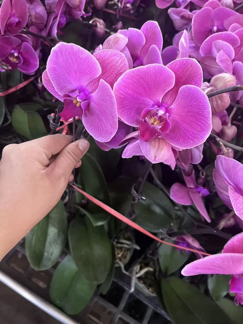 蝴蝶兰【朝阳】欧品大花带花发货 室内花花 广州直发