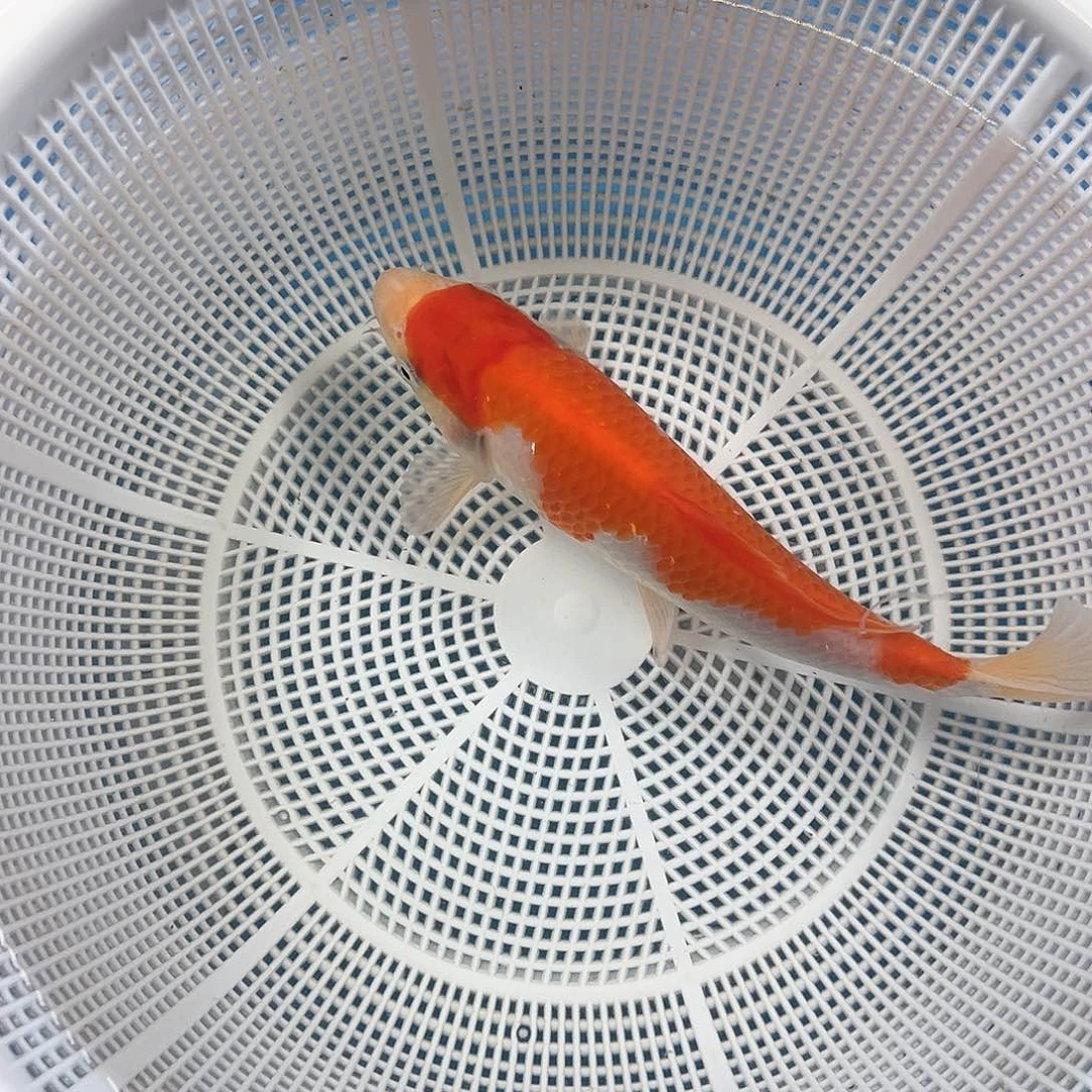 锦鲤鑫泓锦鲤养殖