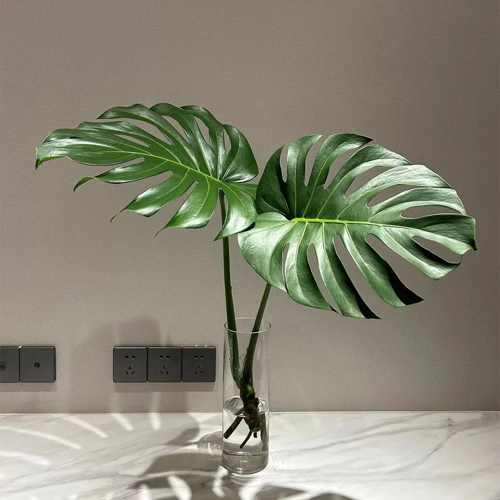 【水培大叶龟背竹】1颗2叶鲜切枝绿植物室内水养好养活四季常青NF