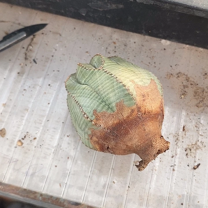 欧布，特，一物一拍