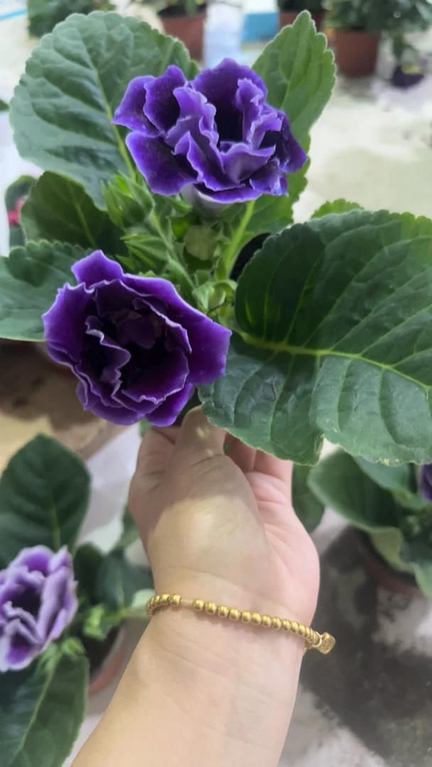 重瓣大岩洞颜色随机