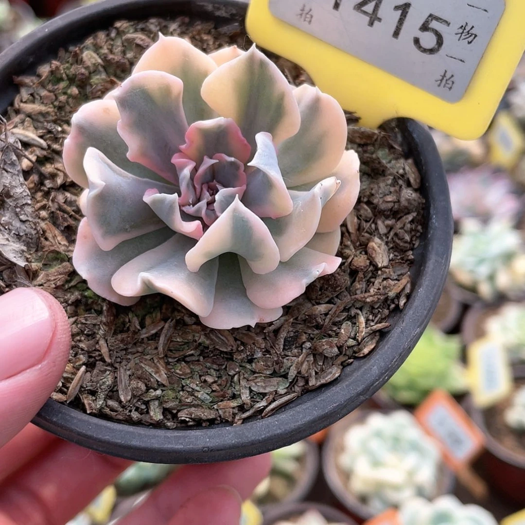 【闪购商品】无花朵1415