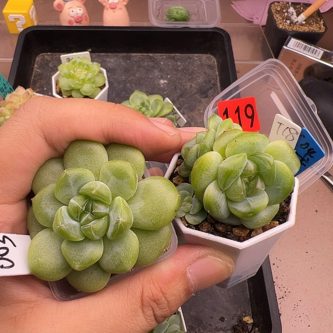 甜心18和财富003福利一组119