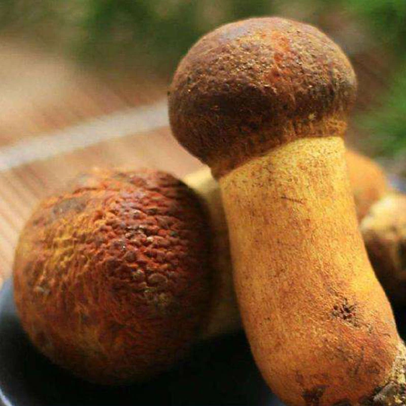 【黄牛肝菌】云南新鲜野生黄牛肝菌黄赖头500g、1000g顺丰空运