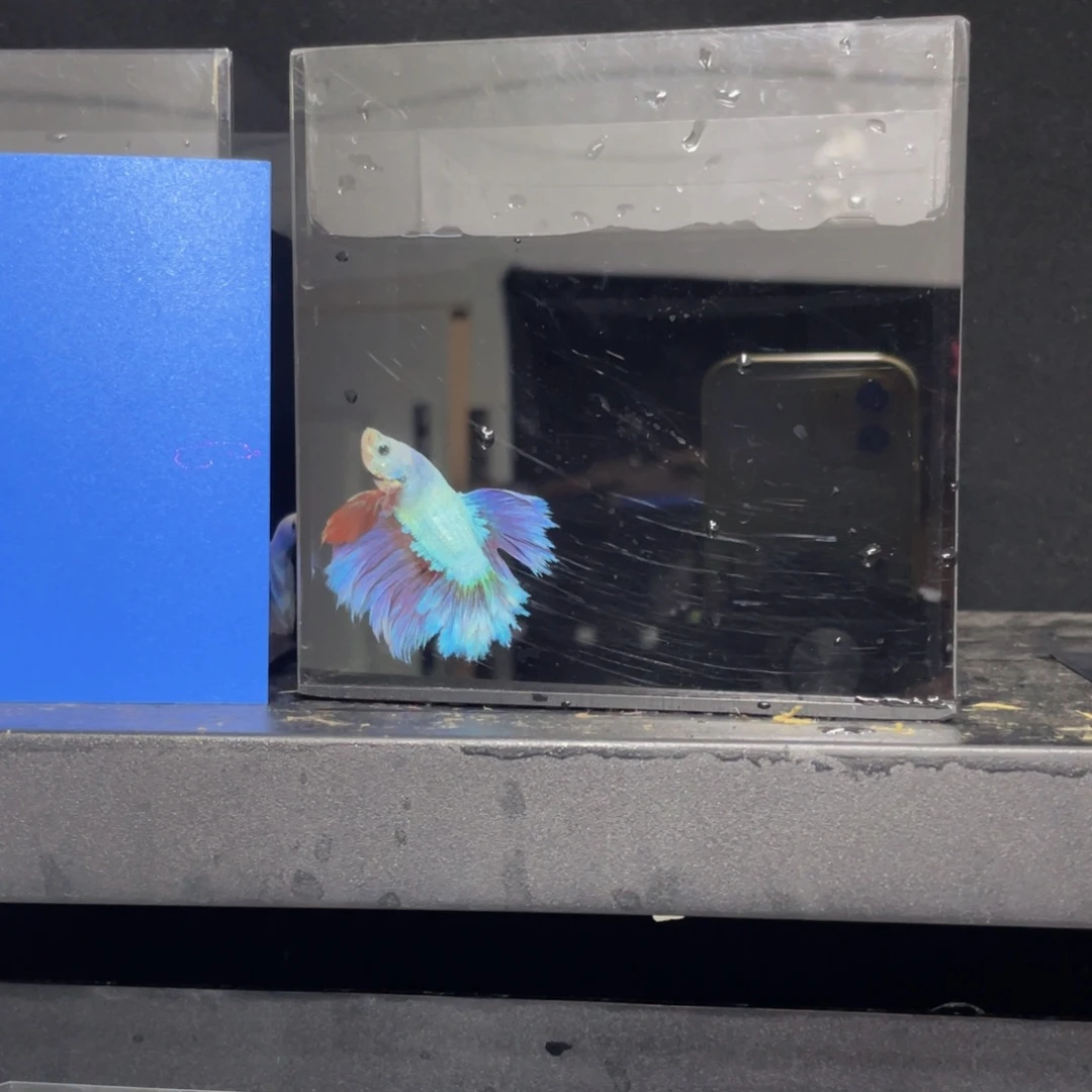 卜***鱼海水哈哈哈哈吃吧哈哈。