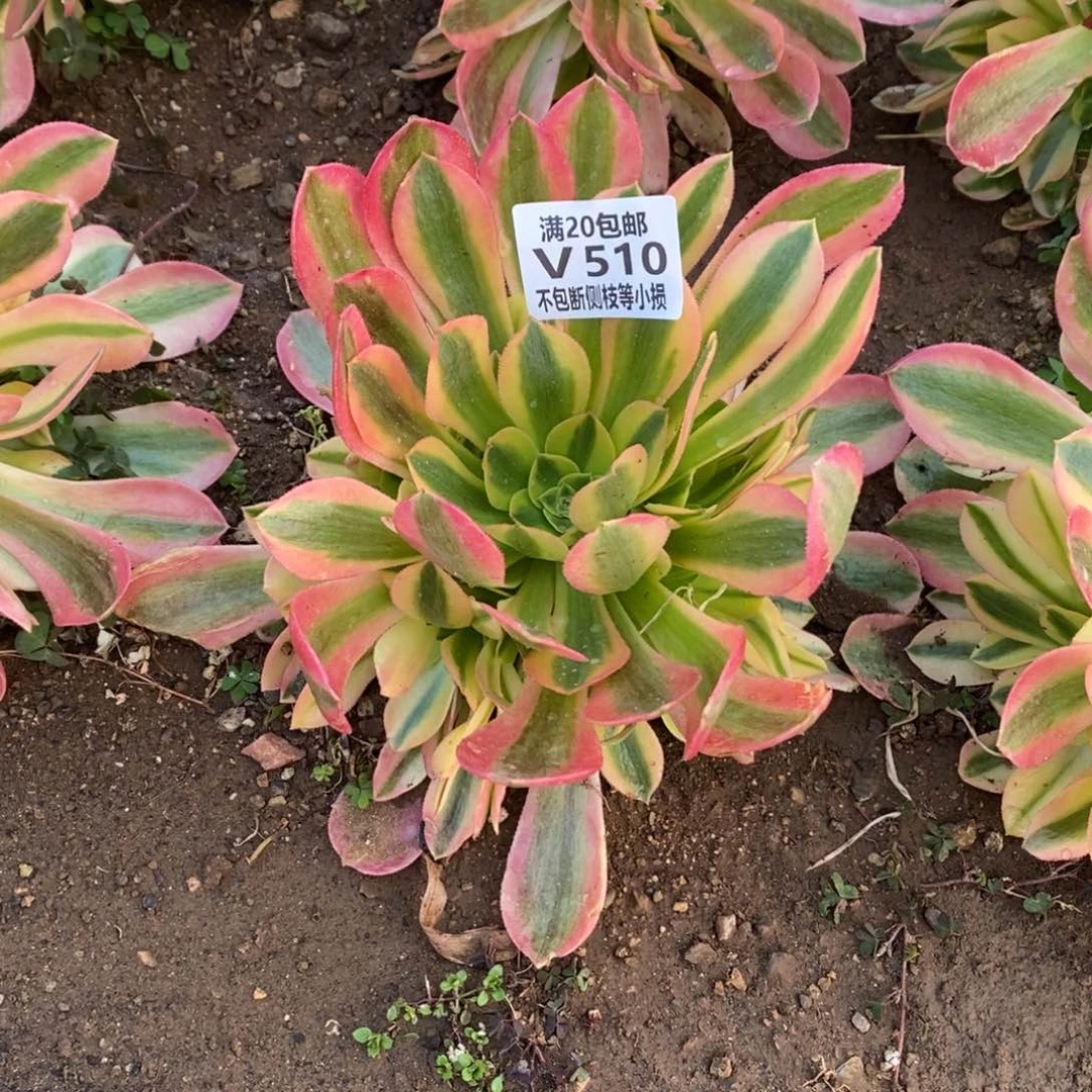 510维娜多肉法师锦