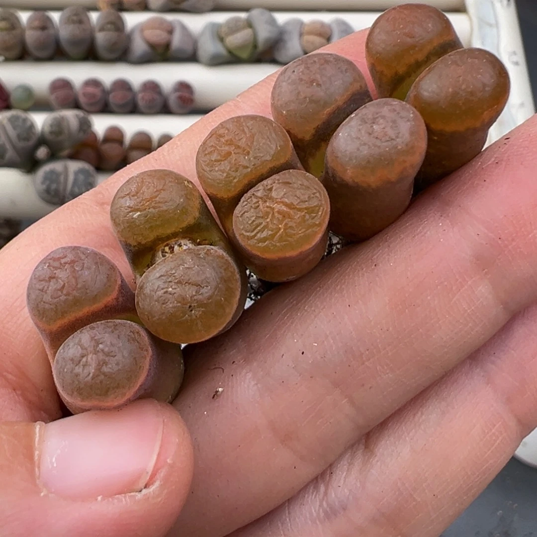 12.27好看的多肉脱土发货860