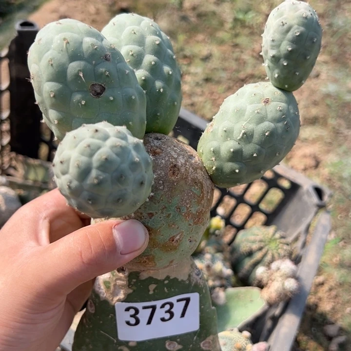 蓝皮无刺习志野仙人球3737号不包侧芽