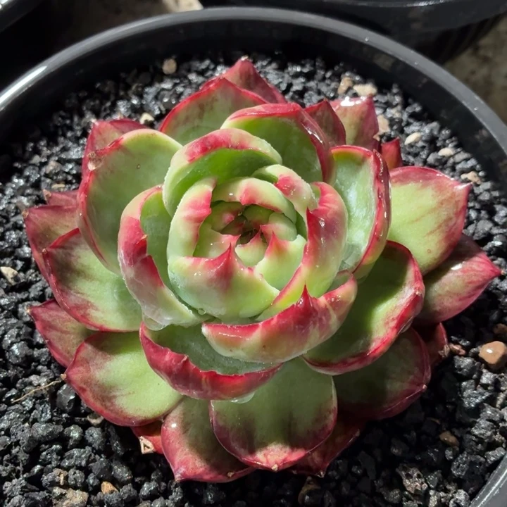 开播福利惊鸿仙子