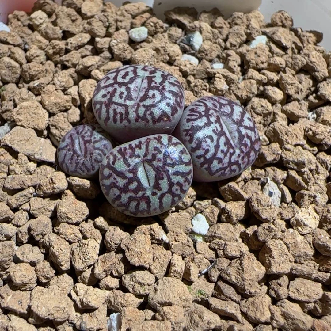 肉锥多肉植物组合-墨447