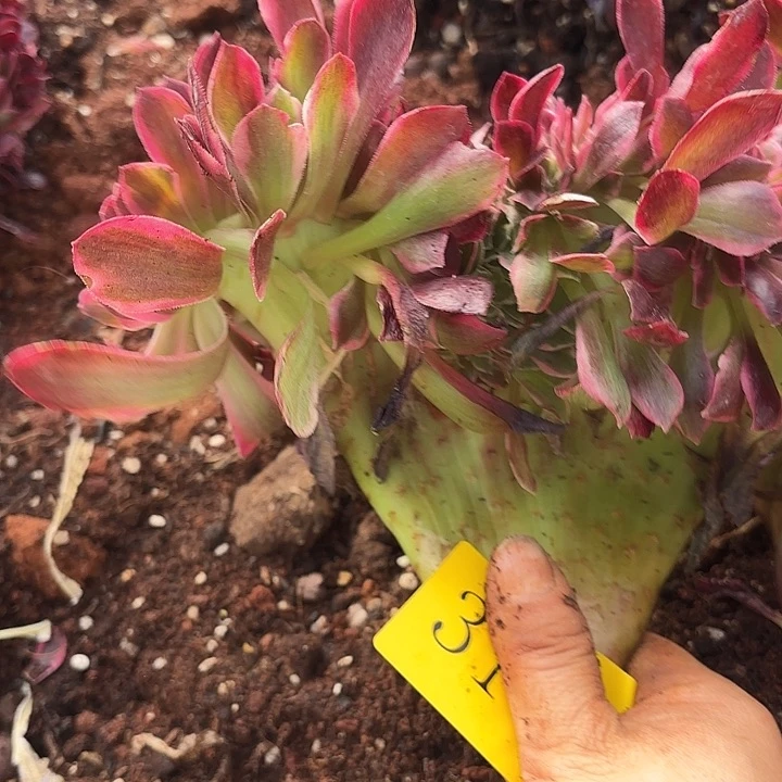 多肉植物福利3199