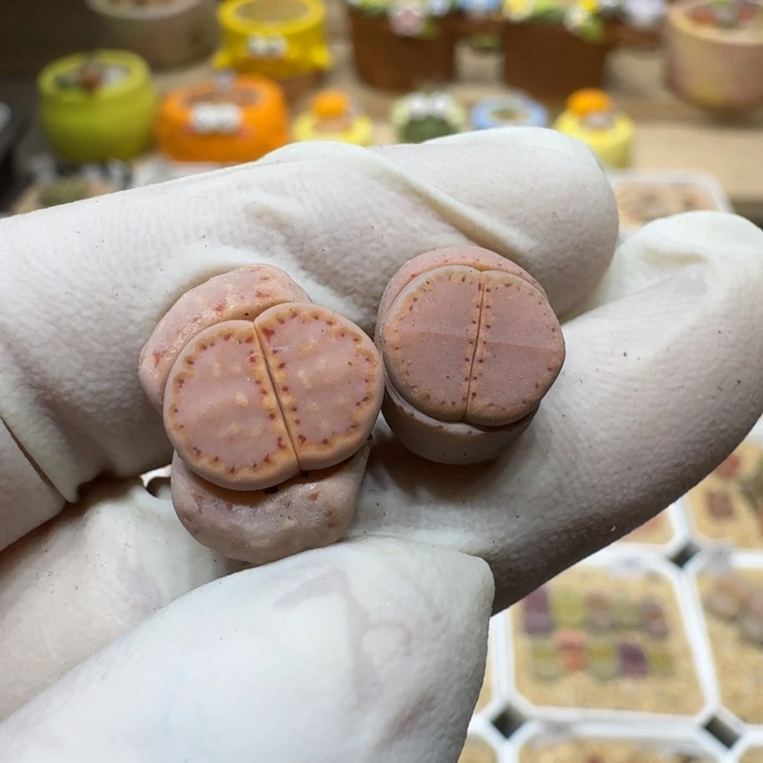 s***×0223-30饼干粉171