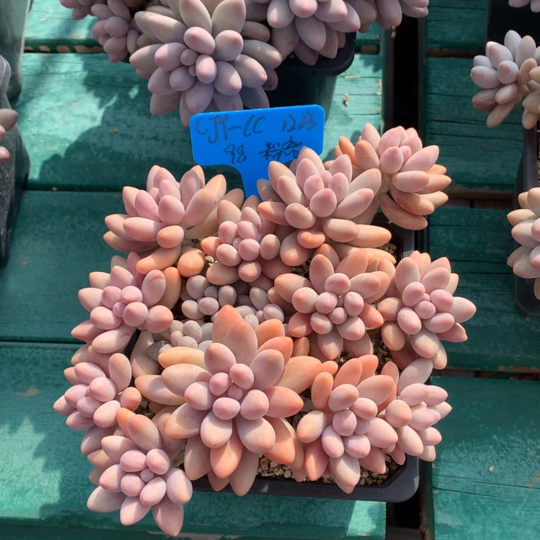 *****我们家的小仙女们