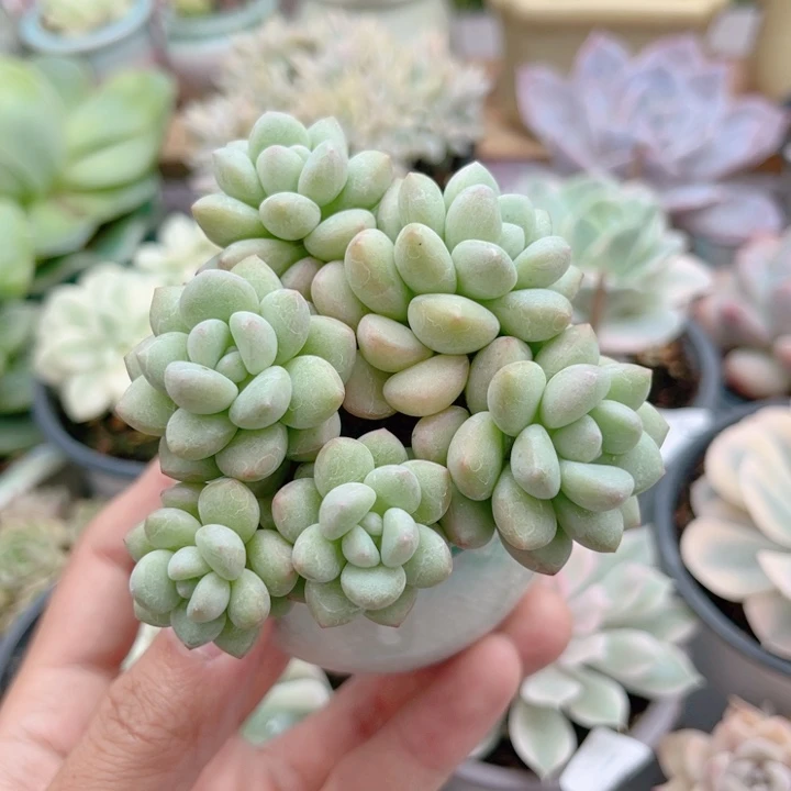 372 泡泡糖 带陶瓷盆发货 满28包邮