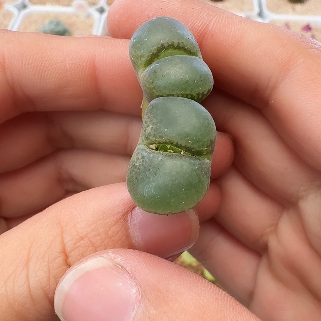 多肉植物福利风铃893