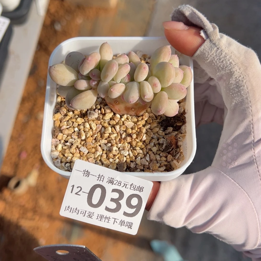 三日月美人缀化多肉多肉多肉多肉