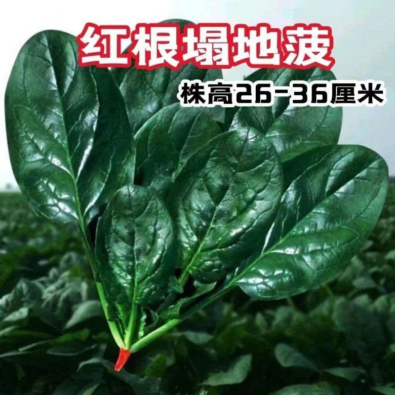 趴地菠菜种子老品种塌地菠春秋冬季耐寒耐热菜种红根菠菜易种蔬菜