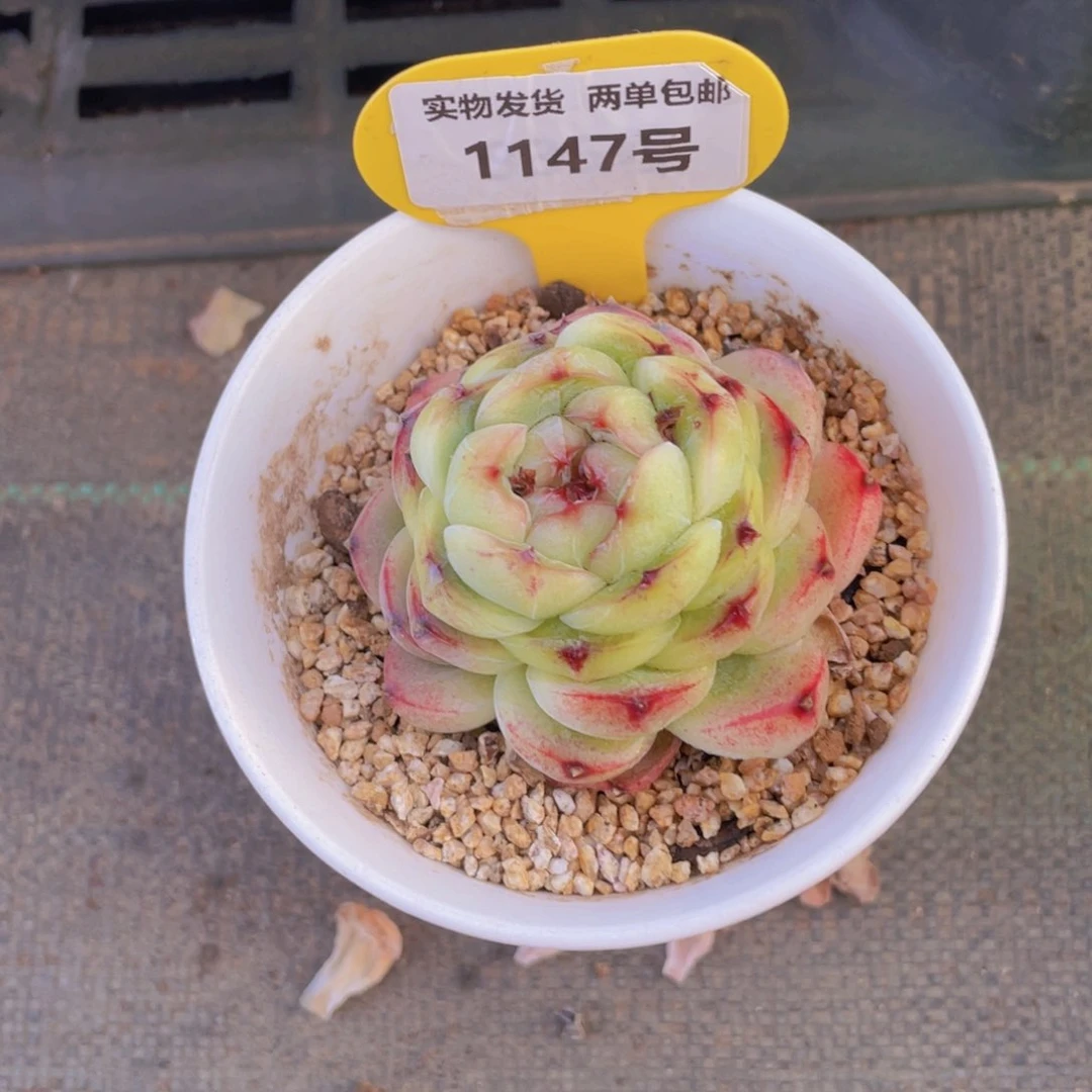 1147号孤品美肉单头一个