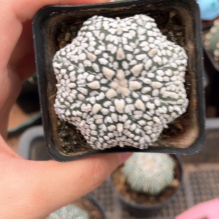 5.2cm超兜一物一拍