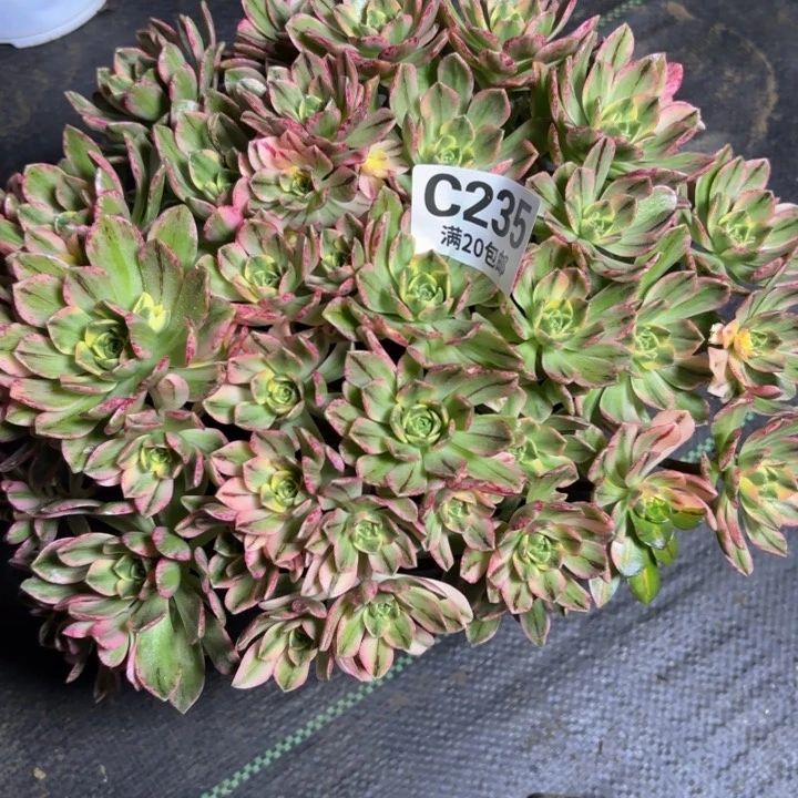 留*?瑞妈一物一拍235