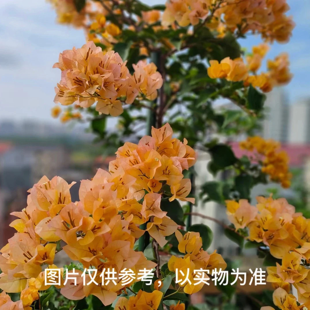 【金色光辉】三角梅花卉勤花四季开花基地直发