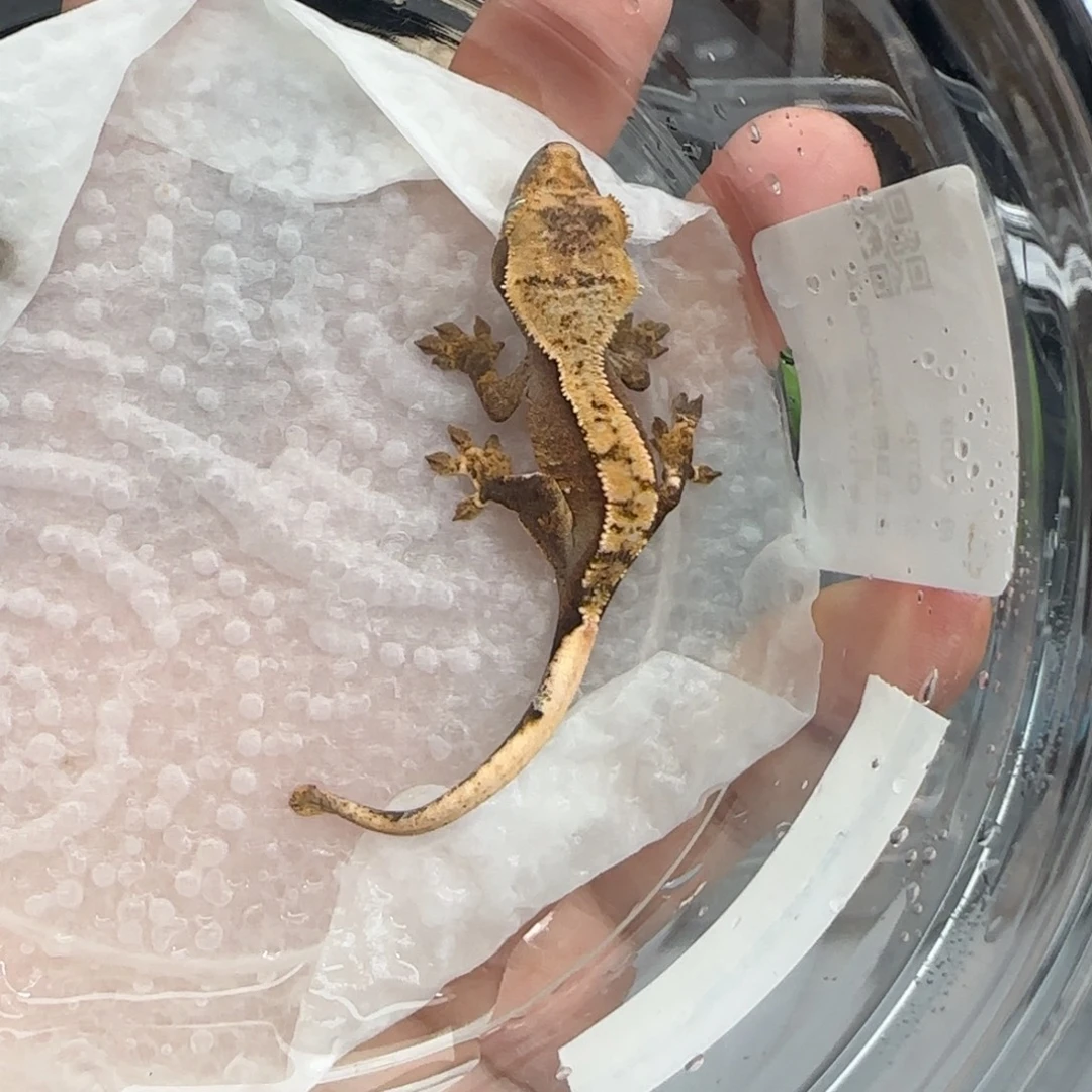 睫角守宫14号bbbbbbbbbi