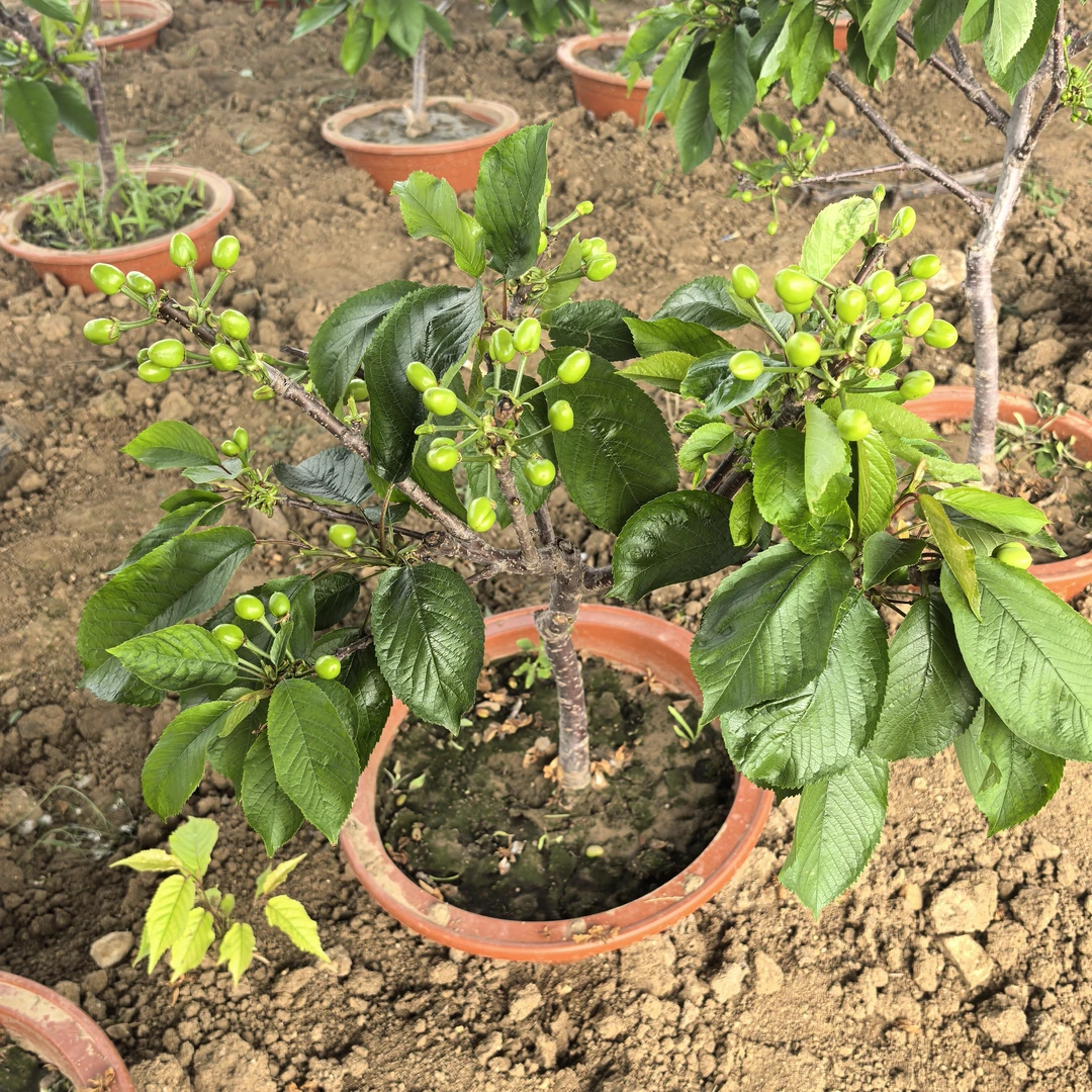 【带果带盆】盆栽车厘子树苗大樱桃树苗原土钉木架发货【一物一拍】