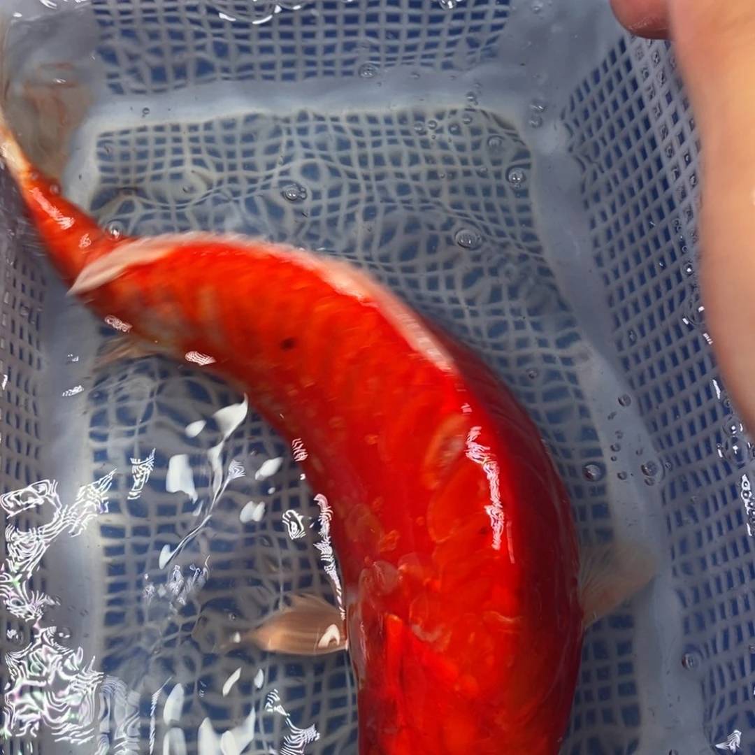 锦鲤冷水锦鲤包邮