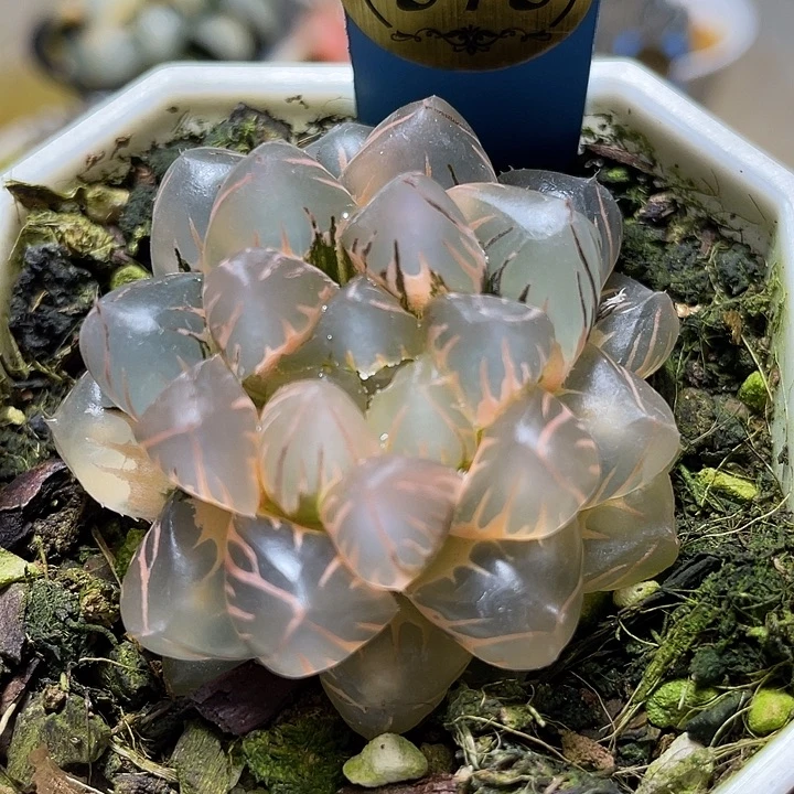 *****575水中虐锦特选福利