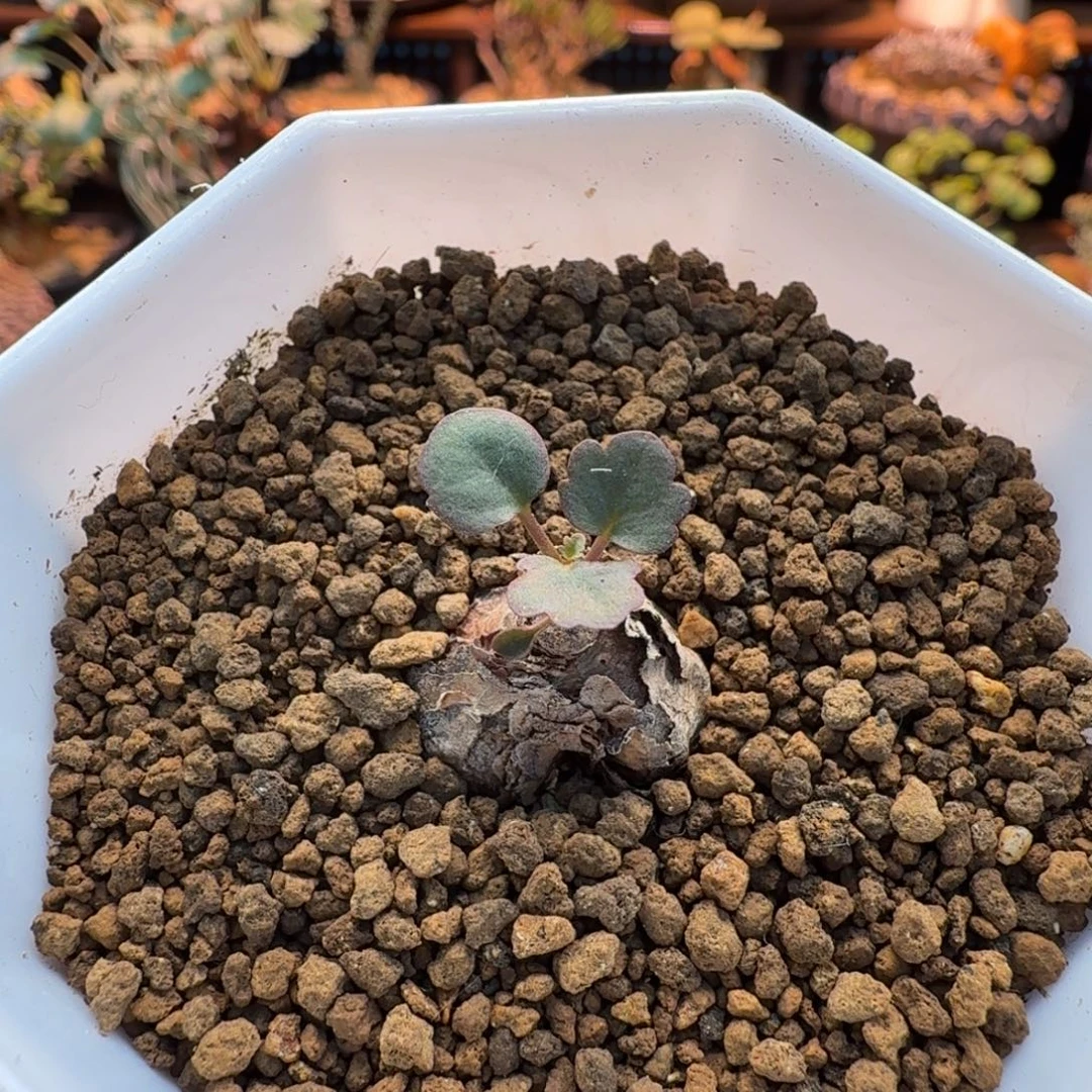 肾叶洋葵826 仙人球