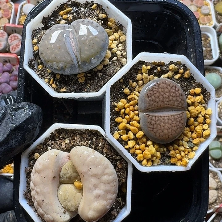 生石花122122。  161